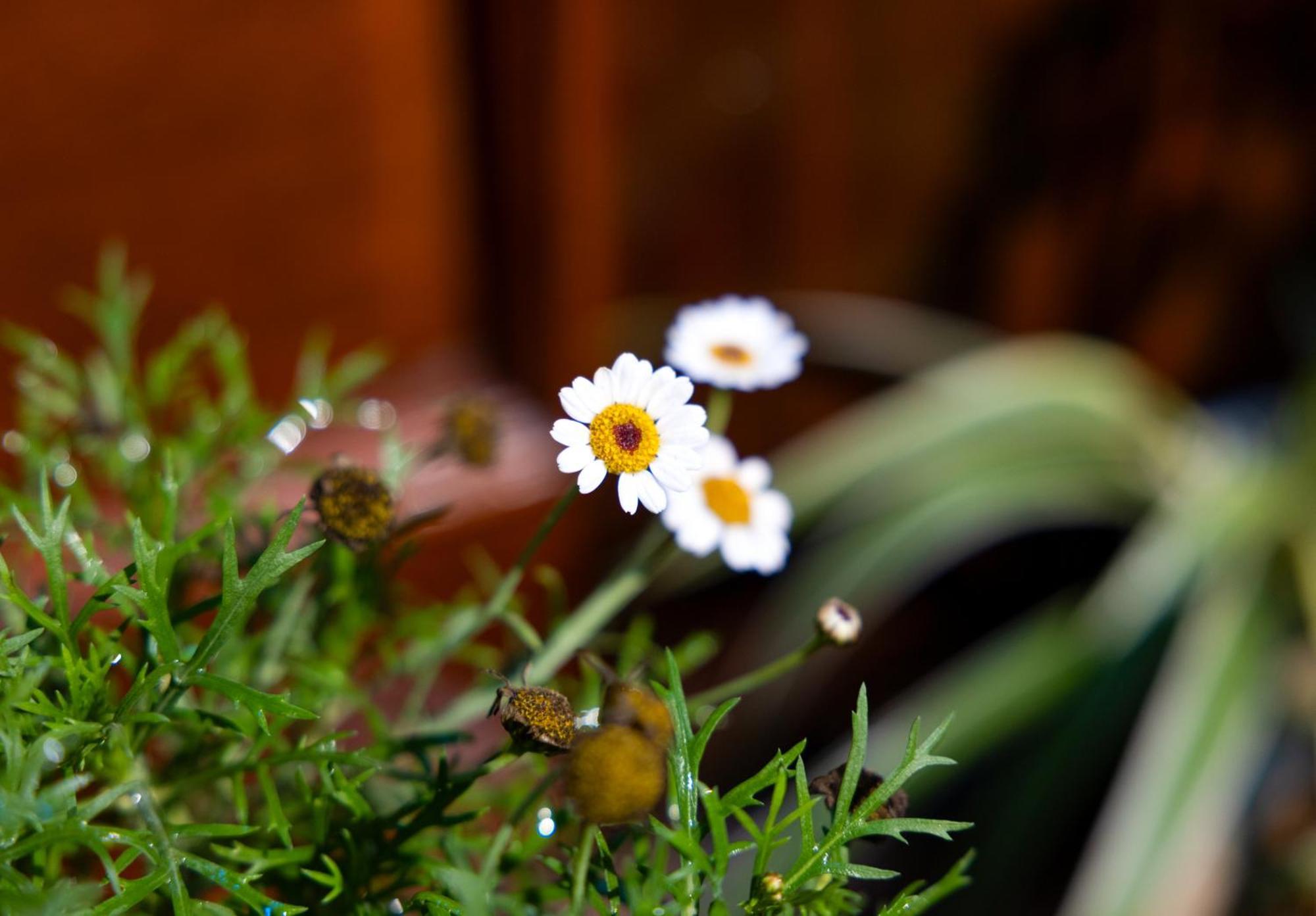 Sapa Tt Homestay Esterno foto